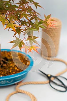 Bonsai maple with red and yellow leaves on light gray background.