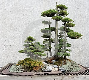 Bonsai miniature evergreen trees