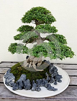 Bonsai miniature ficus tree