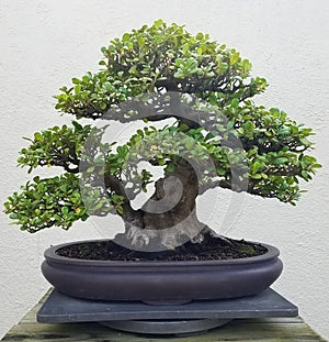 Bonsai miniature ficus tree