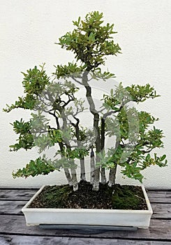 Bonsai miniature ficus trees
