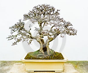 Bonsai naked tree