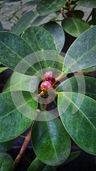 Bonsai Nuga plant with fruits - Sri Lanka