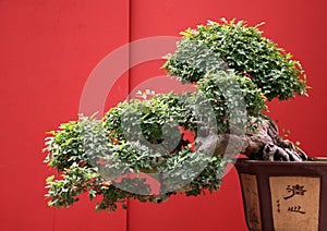 Bonsai old with traditional japan pot