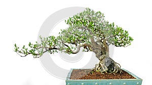 Bonsai olive potted landscape garden art