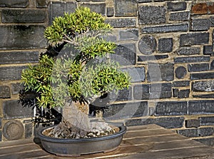 Bonsai Olive Tree