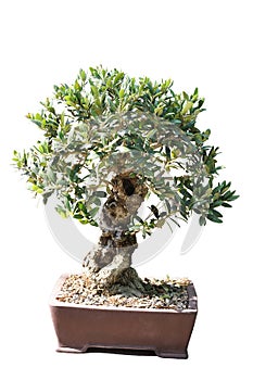 Bonsai of an olive tree in pot