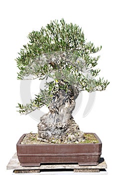 Bonsai of a olive tree in pot