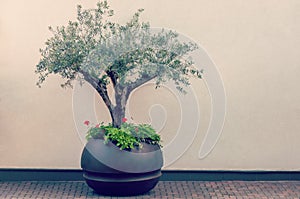 Bonsai Of A Olive Tree In Pot. Decorative olive tree in a planter pot.