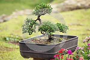 Bonsai - an ornamental tree or shrub grown in a pot