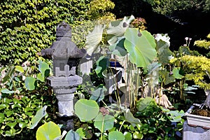 Bonsai in park Anduze bamboo photo