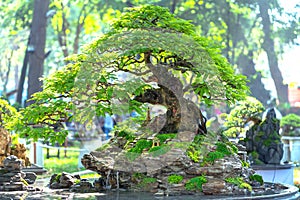 Bonsai and Penjing with miniature in a tray