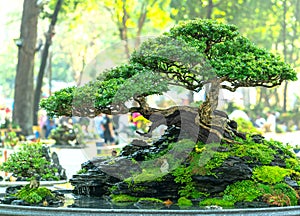Bonsai and Penjing with miniature in a tray