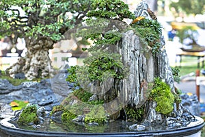 Bonsai and Penjing with miniature in a tray