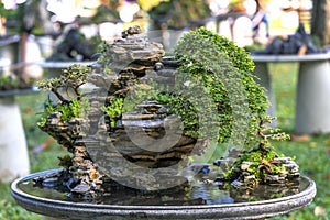 Bonsai and Penjing with miniature in a tray