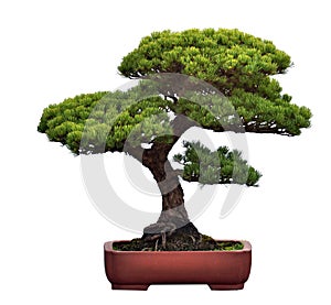 Bonsai of pine photo