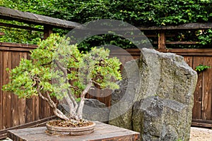 Bonsai pine/juniperus tree near huge stone outside in japanese garden in Poland