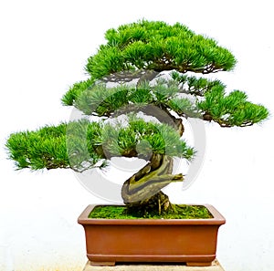 Bonsai pine tree