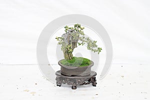 a Bonsai pine tree against a white wall