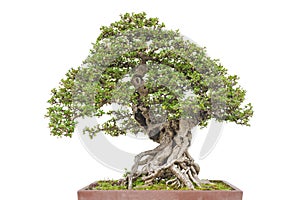 Bonsai pine tree