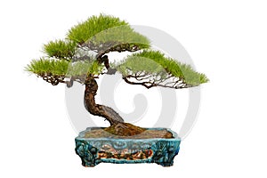 Bonsai pine tree Ceramic bottle
