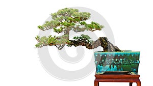 Bonsai pine tree Ceramic bottle