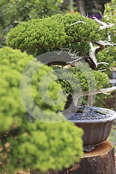 A Bonsai pine tree in a ceramic pot