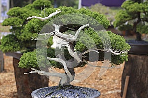 A Bonsai pine tree in a ceramic pot