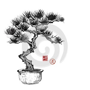 Bonsai pine tree hand hand-drawn with ink