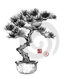 Bonsai pine tree hand hand-drawn with ink photo