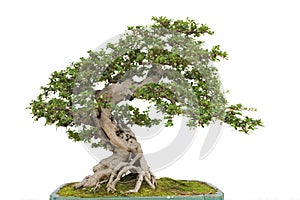 Bonsai pine tree