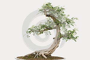 Bonsai pine tree