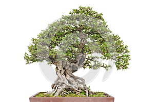 Bonsai pine tree