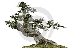 Bonsai pine tree