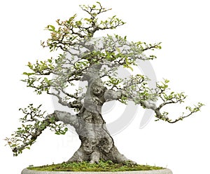 Miniature bonsai pine tree decoration