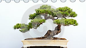 Bonsai pine tree potted landscape