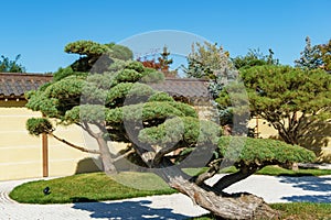 Bonsai pines (Pinus mugo or mountain pine) in dry landscaped Karesansui garden. Japanese garden in the public landscape