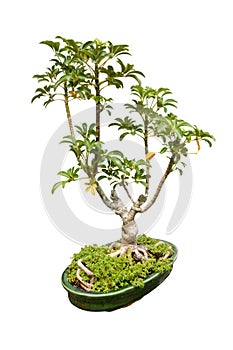 Bonsai plant