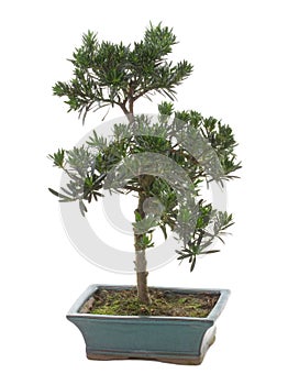 Bonsai plant