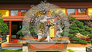 Bonsai plant