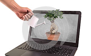 Bonsai plant Come out of laptop