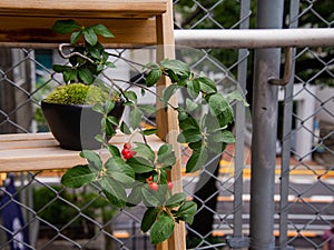 Bonsai plant on a wooden shelf against a metal fence