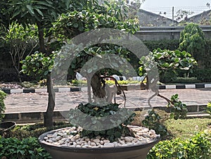 Bonsai plants are arranged in a beautiful way so that they add to the beautiful view in the planting area