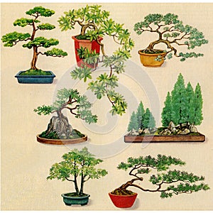 Bonsai plants for color