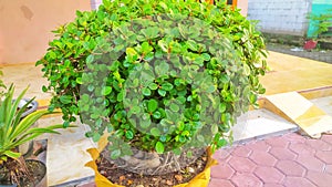 The bonsai plants in front of the house grow thickly photo