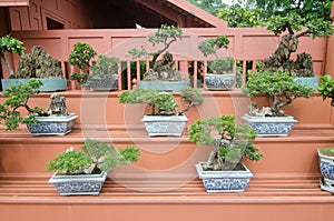 Bonsai plants in pot