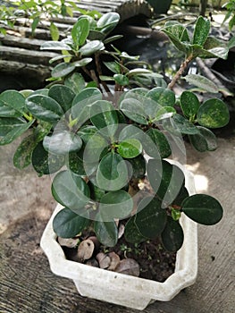 Bonsai plants with round leaves resembling earlobe