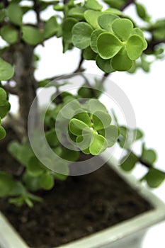 Bonsai Portulacaria isolated on a white background