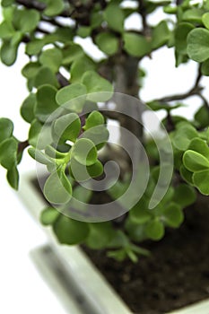 Bonsai Portulacaria isolated on a white background