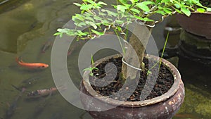 The bonsai pot is above the fish pond